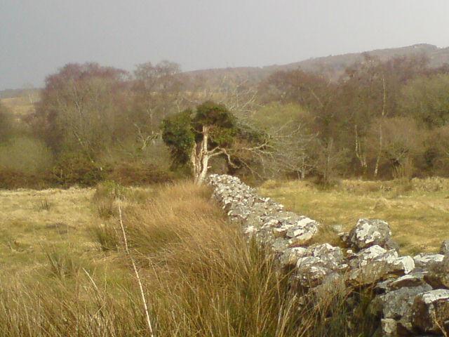 A wall with a tree at the far end, in wild countryside