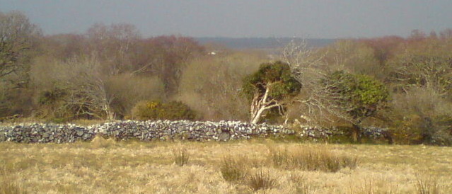 wild landscape with a wall and a tree at the left hand end