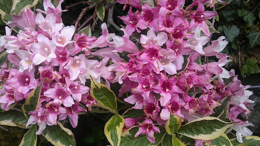 Beautiful small burst of pink & pale pink flowers