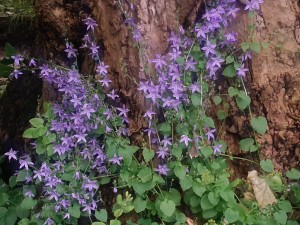 Wild flowers - blue