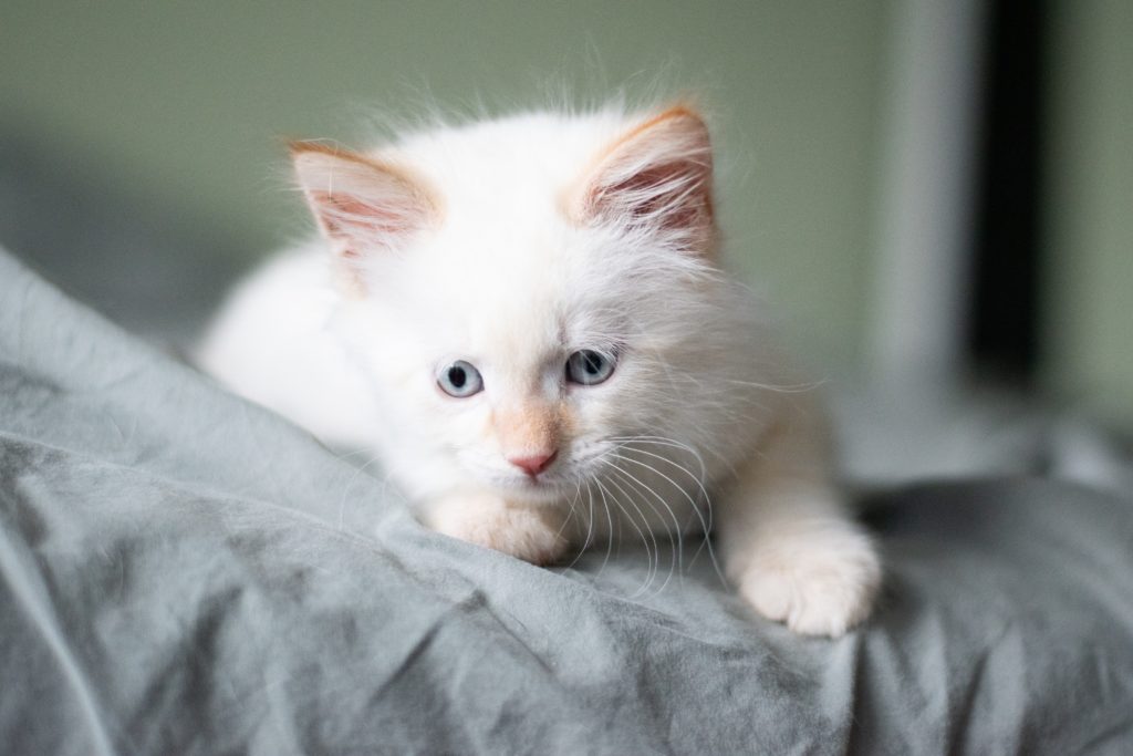 very young fluffy white kitten with blue eyes, on the arm of a sofa. Looking ready to play, or lonely or whatever someone sees.